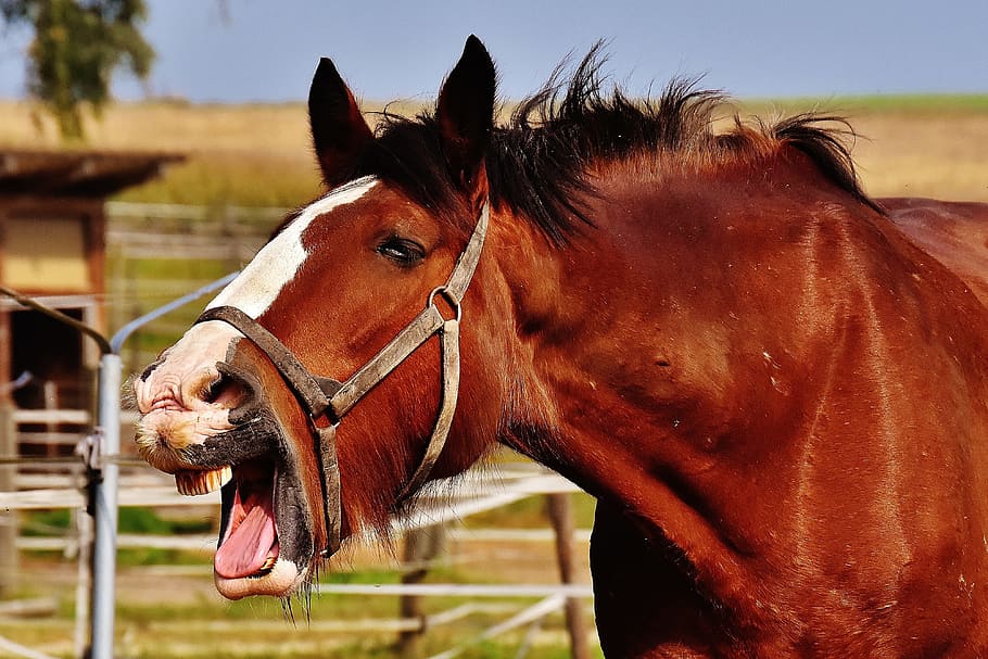 horse opening mouth, shire horse, stick out tongue, yawn, big horse, HD wallpaper