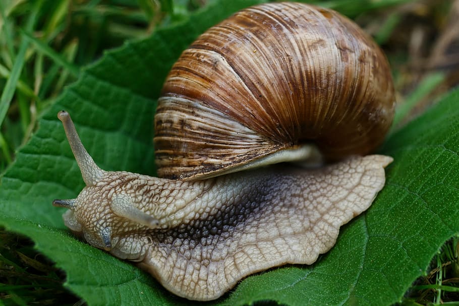 snail, snails, nature, macro, slugs, shell, grass, mussels HD wallpaper