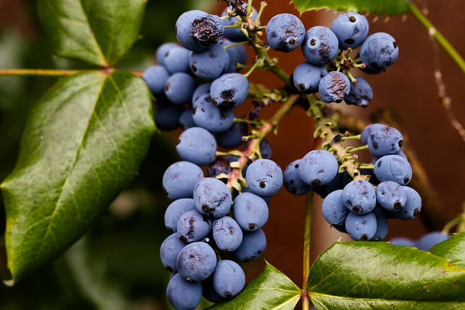 berry, autumn, fall, nature, fruit, healthy eating, food and drink HD wallpaper