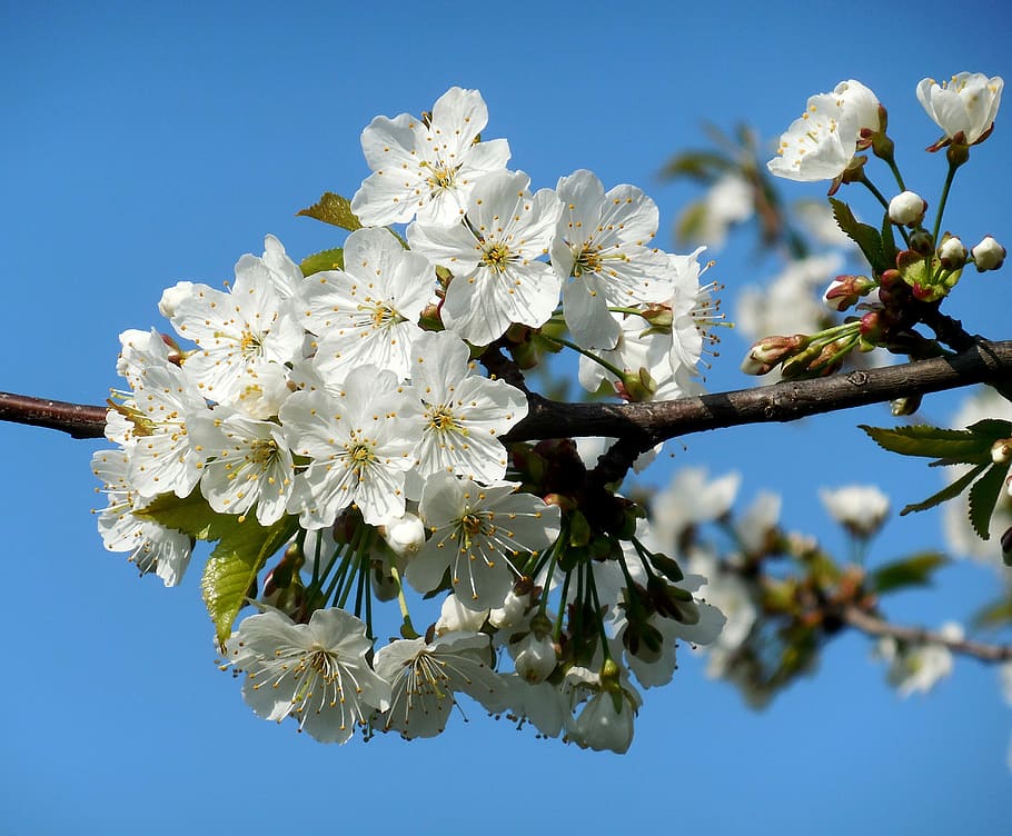 flowering tree, white flowers, spring, flowering plant, fragility HD wallpaper