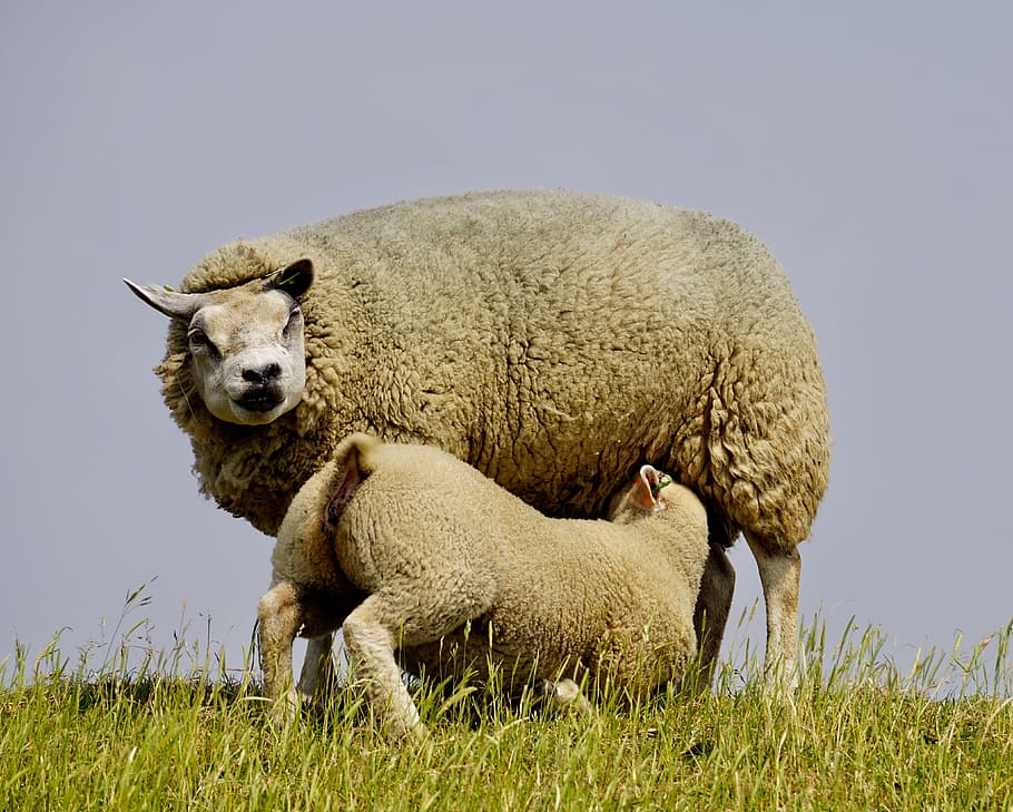 Sheep, Lamb, Suckle, young, mother, child, wool, grass, sweet HD wallpaper