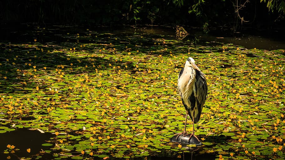 grey heron, pond, eastern, water bird, wilderness, waters, wildlife photography, HD wallpaper
