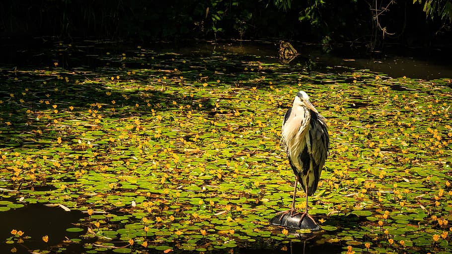 grey heron, pond, eastern, water bird, wilderness, waters, wildlife photography HD wallpaper