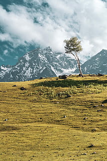 snowy mountains behind valley, green tree near black house, mountain peak HD wallpaper