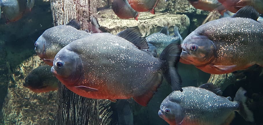 HD wallpaper: school of red-bellied piranha fish, amazon, american ...