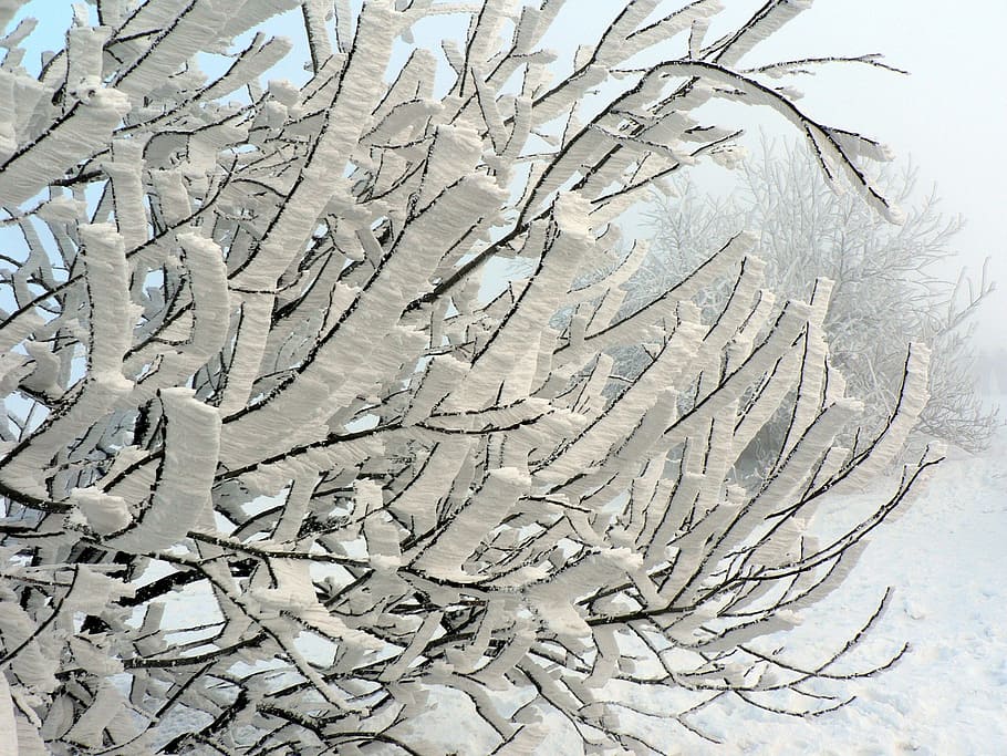 winter, snow, tree, icing, branch, slovakia, frost, ice, frozen HD wallpaper