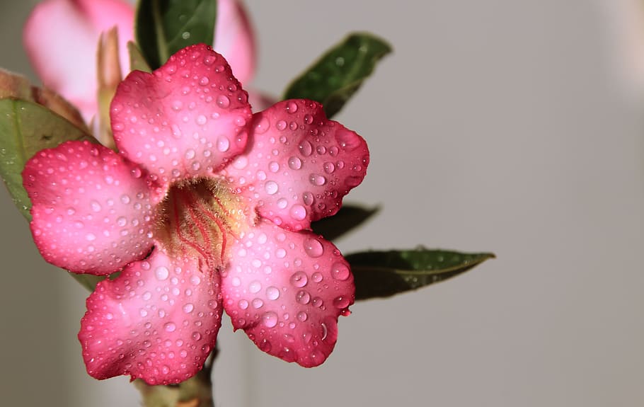 shallow focus photography of pink petaled flower, rosa, water, HD wallpaper