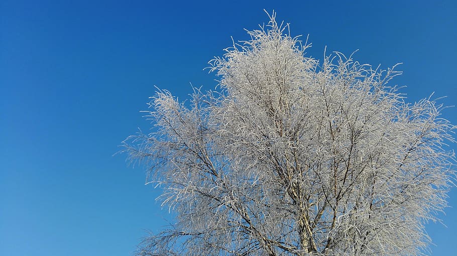 winter, sky, snow, blue, plant, tree, clear sky, nature, low angle view HD wallpaper