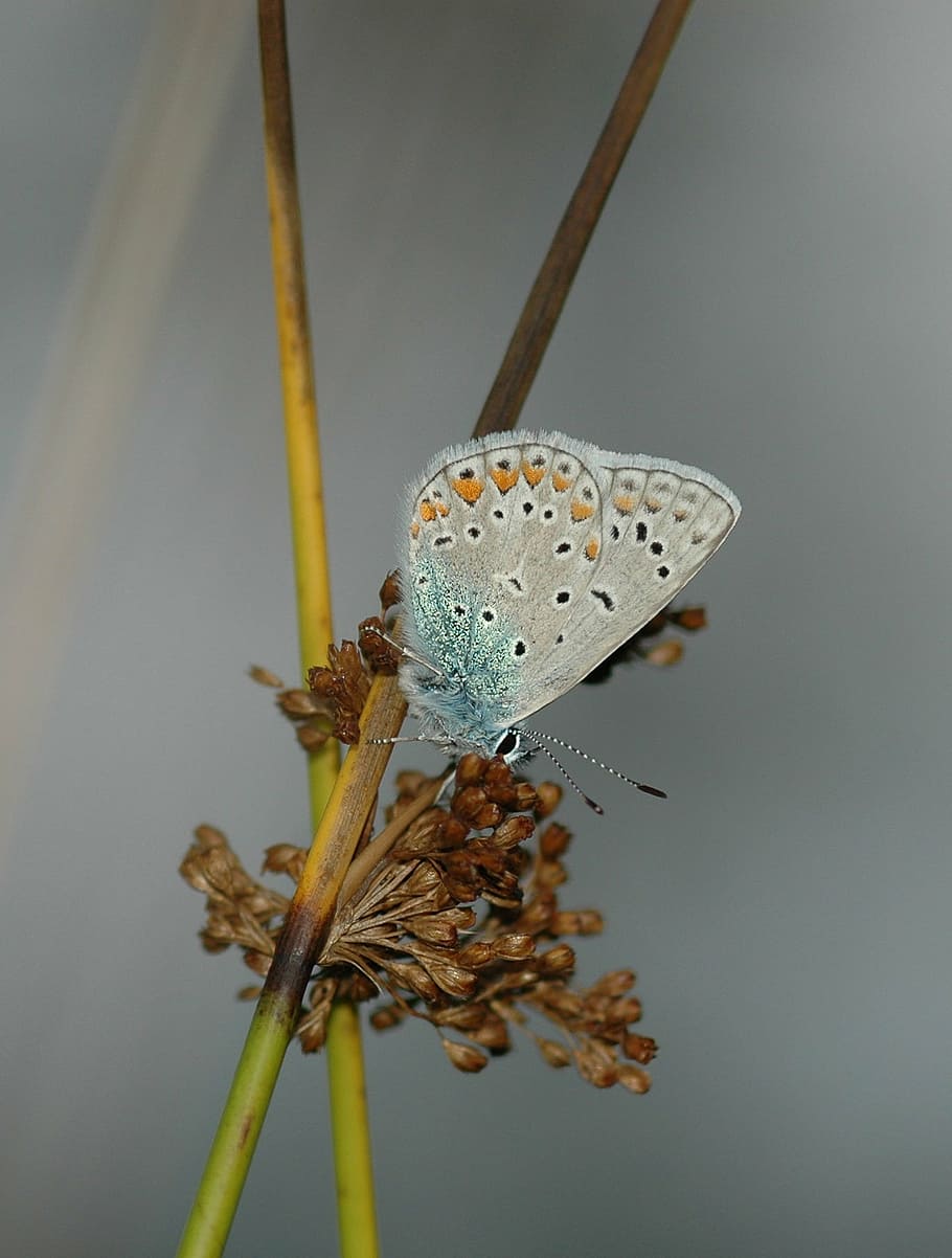 butterfly, blue, papillon, schmetterling, butterflies, bug, HD wallpaper
