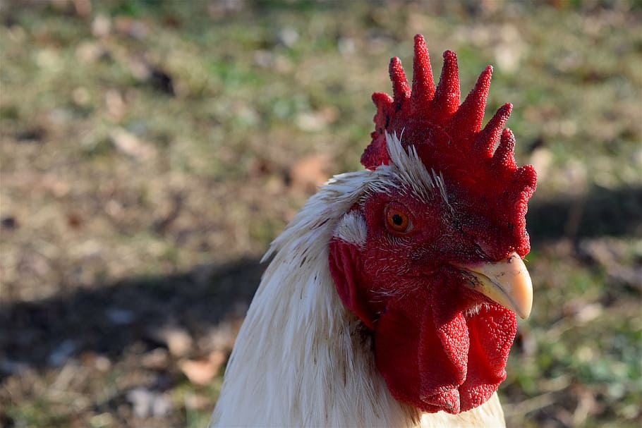 rooster, bird, farm, red, chicken, poultry, white, animal, feather HD wallpaper