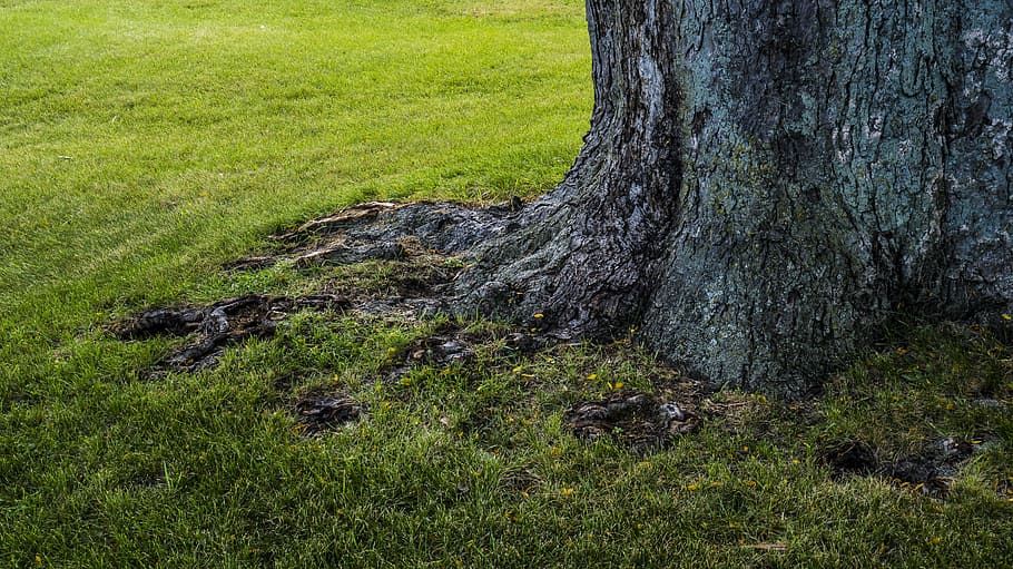 tree, trunk, nature, old, green, grass, plant, growth, land HD wallpaper