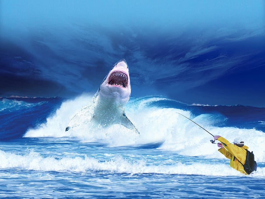 white shark on sea, ocean, blue, predator, fishing, fisherman, HD wallpaper