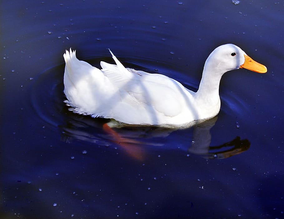 duck, white, water, animal themes, animals in the wild, animal wildlife HD wallpaper