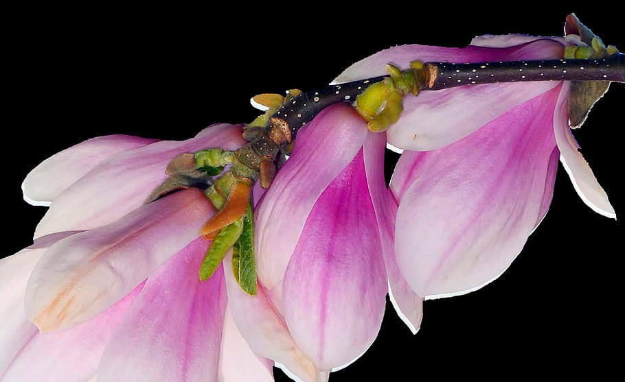 pink magnolias in bloom close up photo, spring, bud, tree, nature HD wallpaper