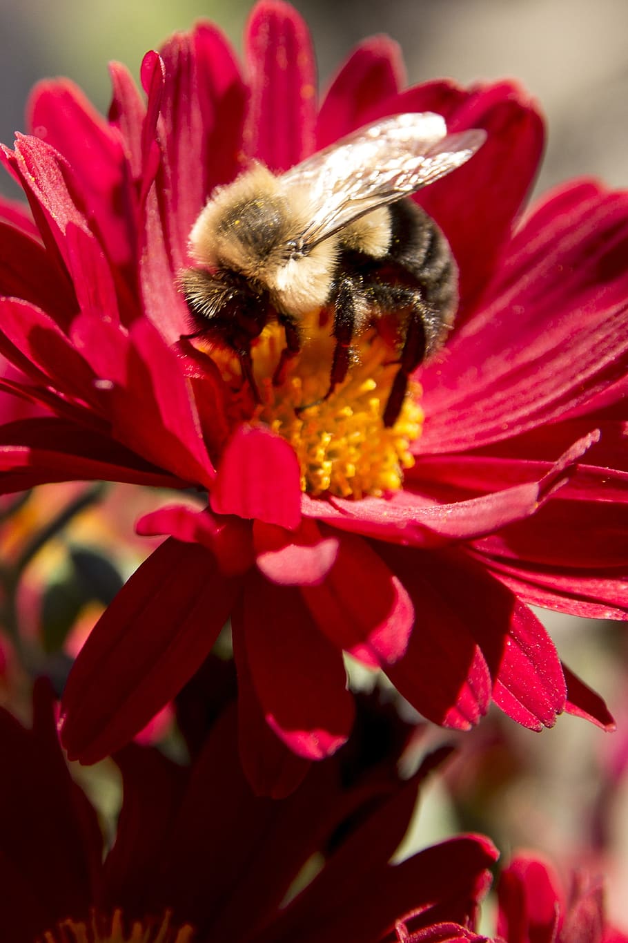 flower, gadfly, nature, flowering plant, petal, beauty in nature HD wallpaper
