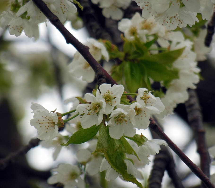 Blossom, Bloom, Spring, Tree, flower, white color, fragility HD wallpaper