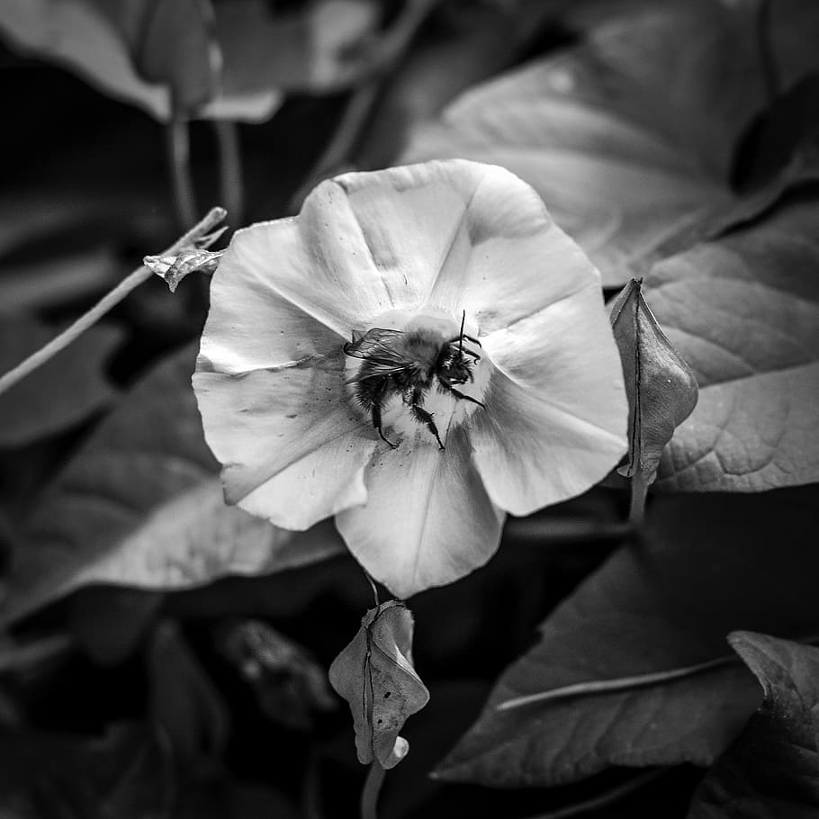 nature, flower, insect, bumblebee, summer, beauty, beauty in nature HD wallpaper
