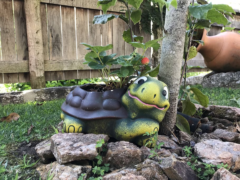 nature, landscape, turtle, garden, day, human body part, plant HD wallpaper