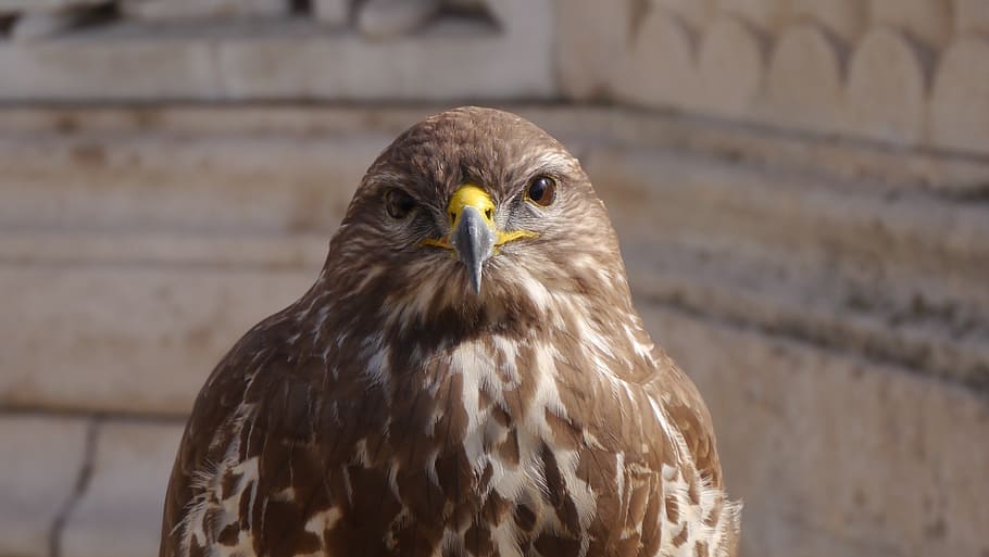 portrait, eye, sas, animal themes, bird of prey, one animal HD wallpaper