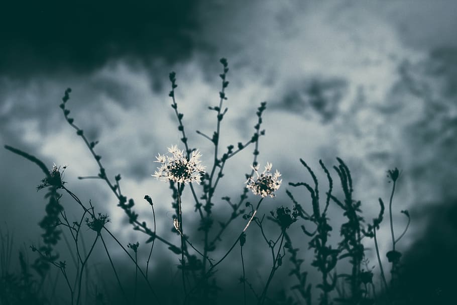 selective focus of white petaled flower, nature, plants, dark HD wallpaper
