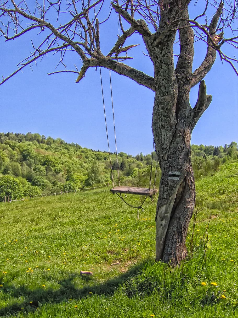 Tree, Swing, Scenic, Landscape, summer, nostalgia, hdr, nature HD wallpaper