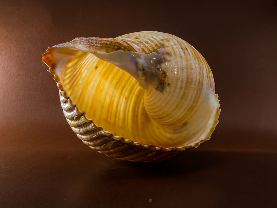 shell, snail, close, food and drink, studio shot, indoors, no people HD wallpaper