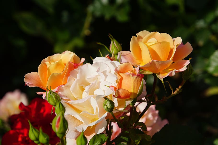 Blossom, Bloom, Close, Rosaceae, rose, red, orange, white, three coloured HD wallpaper