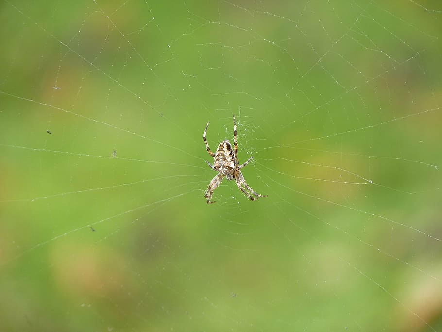 spider, network, insect, cobweb, close, nature, macro, animal themes HD wallpaper