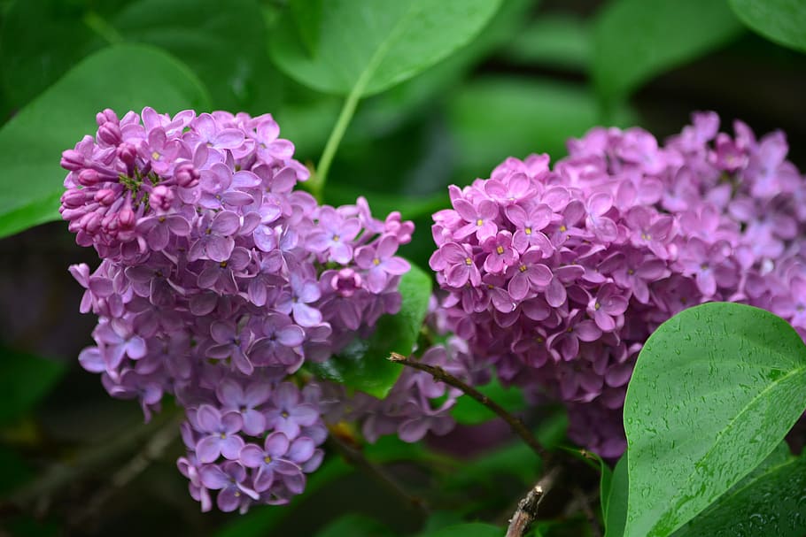 Organ, Ny, Buddleja Davidii, Spring, pink, nature, flower, garden HD wallpaper