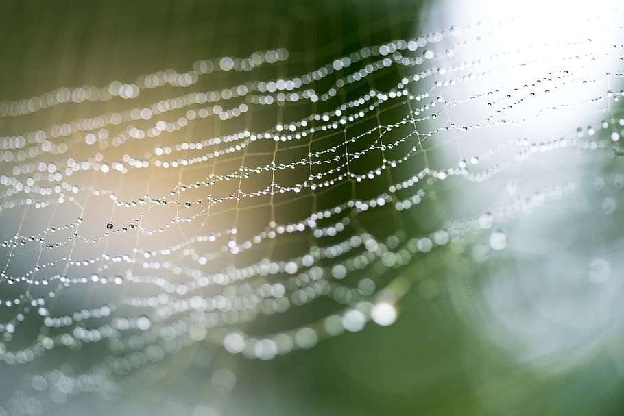 web, spider, drops, rain, blur, net, macro, close, water, spider web HD wallpaper