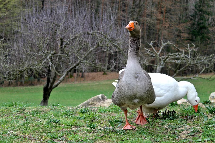 tanya, yard, pets, wing, goose, feathered, beak, a couple of HD wallpaper