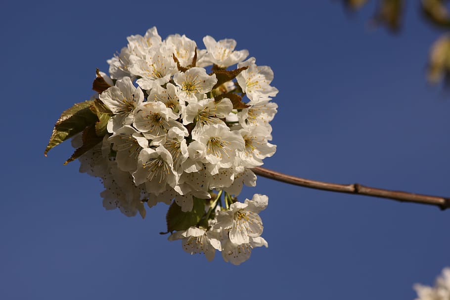 cherry branch, spring, flowers, close, blue sky, flowering plant HD wallpaper