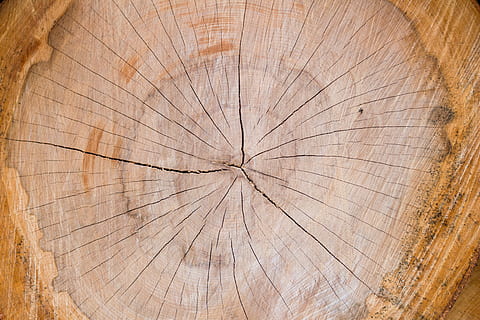 brown wood slab, brown tree stump, wooden texture, tree log, pattern HD wallpaper