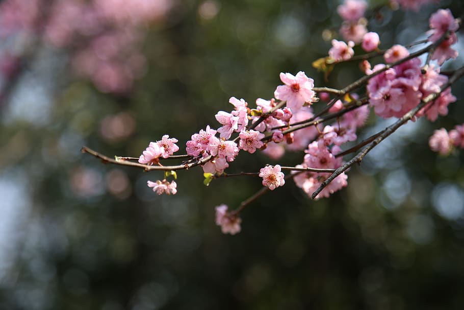 flower, tree, branch, plant, flowering plant, fragility, vulnerability HD wallpaper