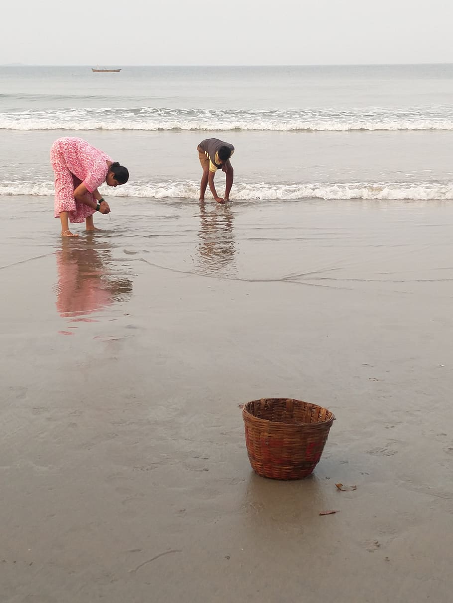 sea, shells, picking, lunch, beach, seashell, coast, seashore HD wallpaper