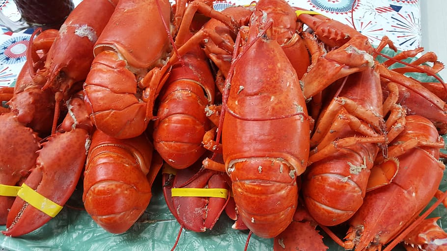 lobster, seafood, shell, luxury, dinner, shellfish, tasty, food and drink