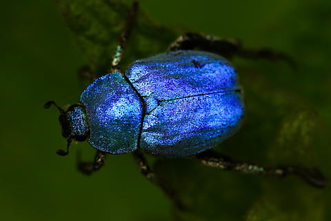 macro shot of blue beetle, macro photography of blue bug, insect HD wallpaper