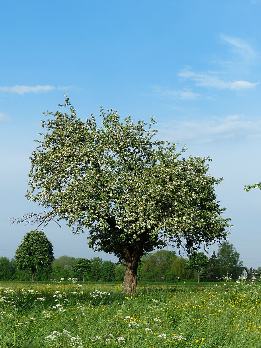 Apple Tree, Apple Blossom, Nature, spring, landscape, meadow HD wallpaper
