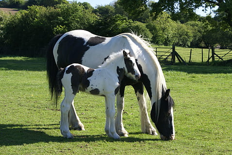 white and black horse on green grass during daytime, mare and foal HD wallpaper