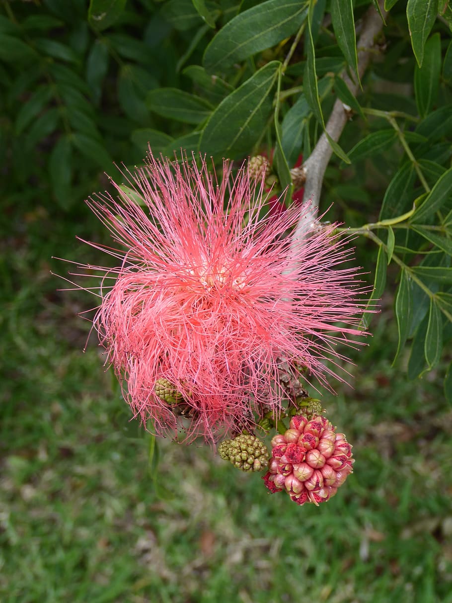 plant, flower, mauritius, pink color, growth, beauty in nature HD wallpaper