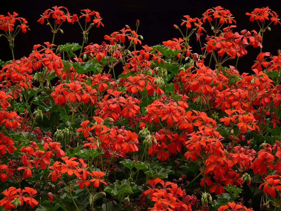 geranium, red, flora, bright, colorful, balcony plant, pelargoniums HD wallpaper