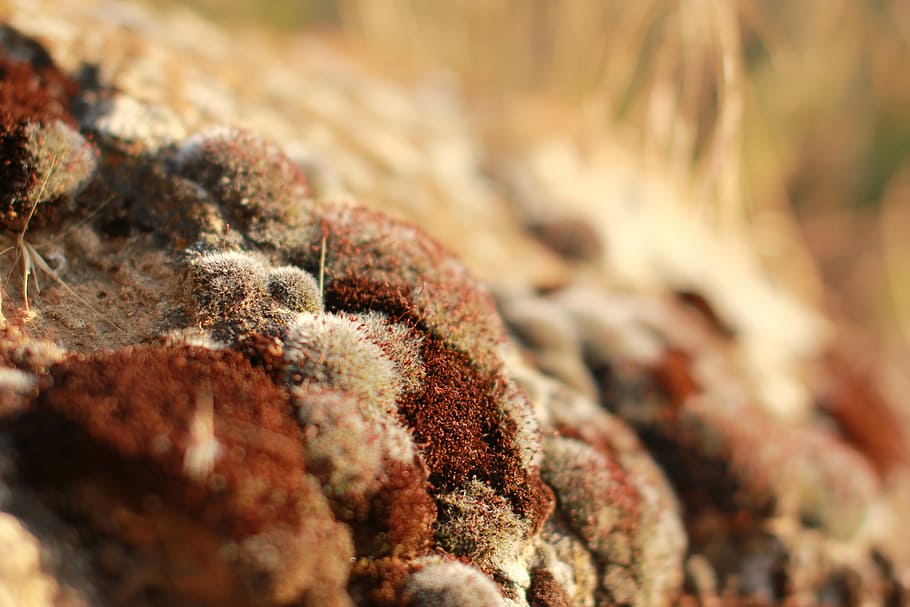 Brown moss grows on rocks in the woods, shallow focus photography of rocks
