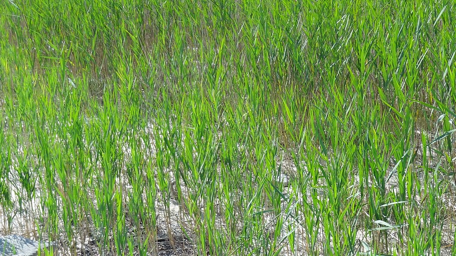 nature, reed, lake, plant, green color, growth, field, land HD wallpaper