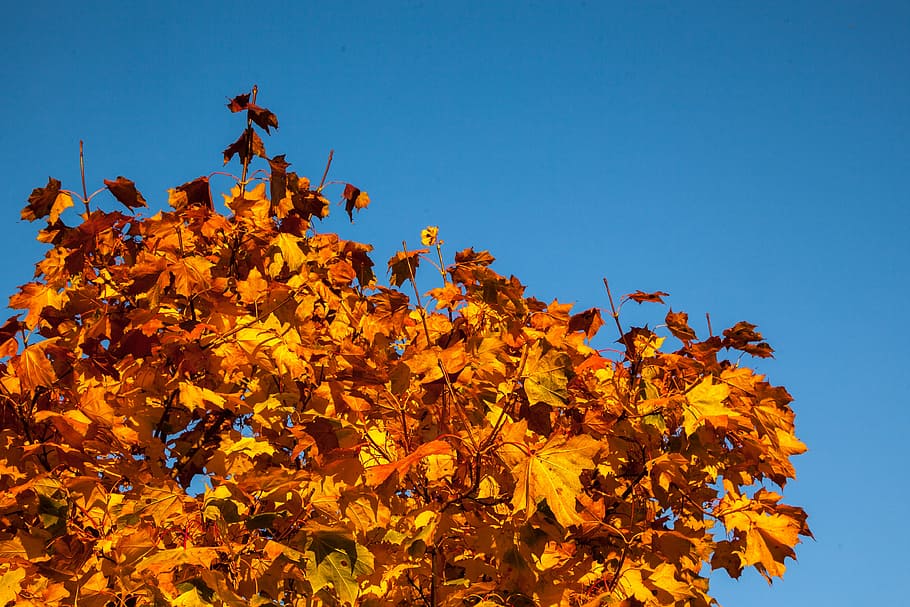 fall, leaves, orange, yellow, autumn, season, colored, fruit HD wallpaper