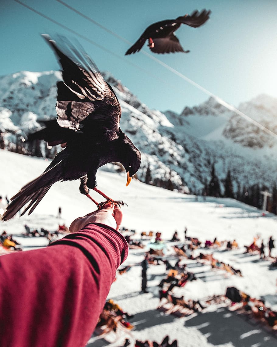 short-beaked black bird perched on left human hand, black bird on hand HD wallpaper