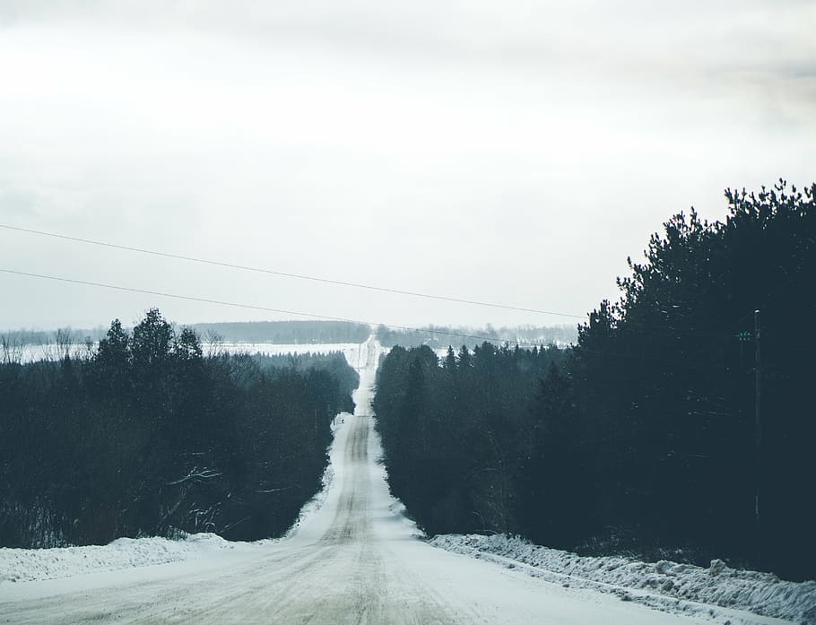 gray concrete road in between green trees, plant, nature, forest HD wallpaper