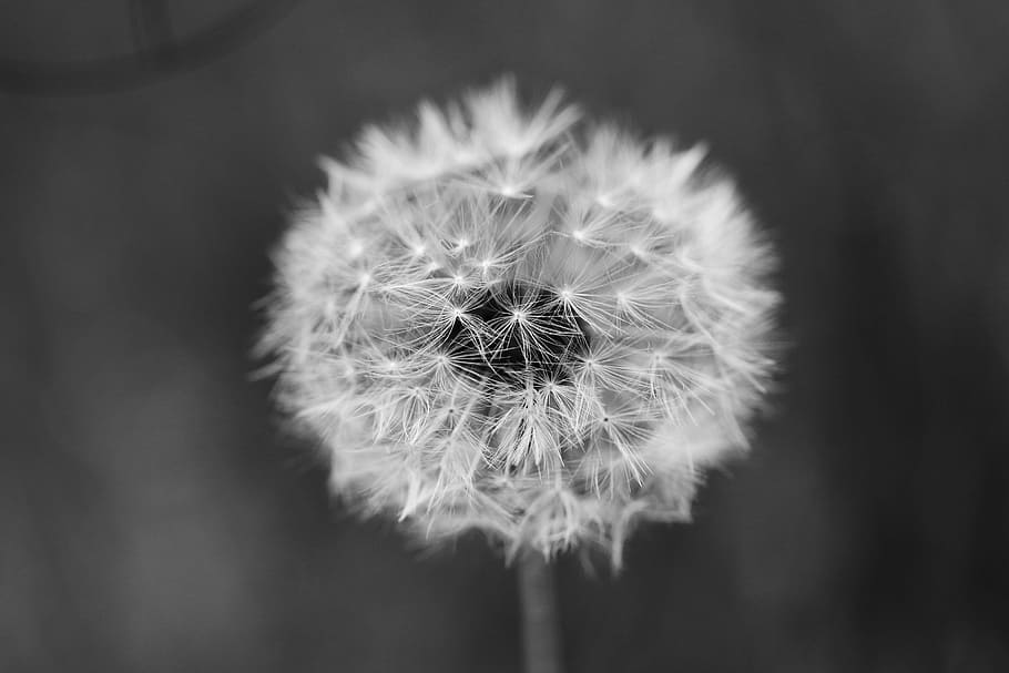 dandelion, flower, spring, summer, nature, fragility, vulnerability HD wallpaper