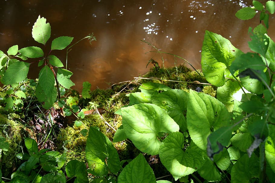 stream, plants, water, green, flowing, plant part, leaf, green color HD wallpaper