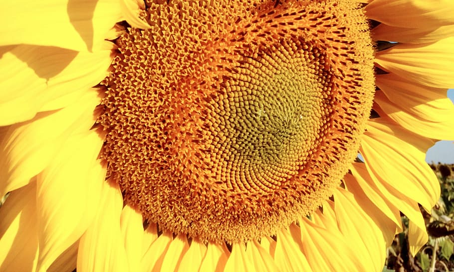 sunflower, yellow, flowering plant, close-up, flower head, freshness HD wallpaper