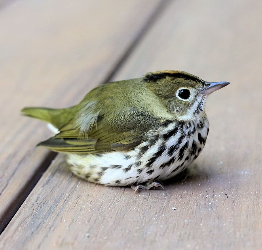 gray and white bird on brown surface, ovenbird, perch, spotted HD wallpaper